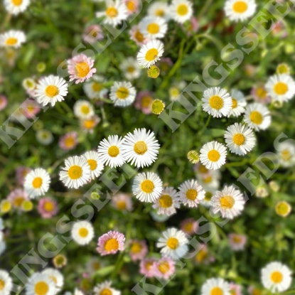 Picture of Erigeron Karvinskianus - Profusion